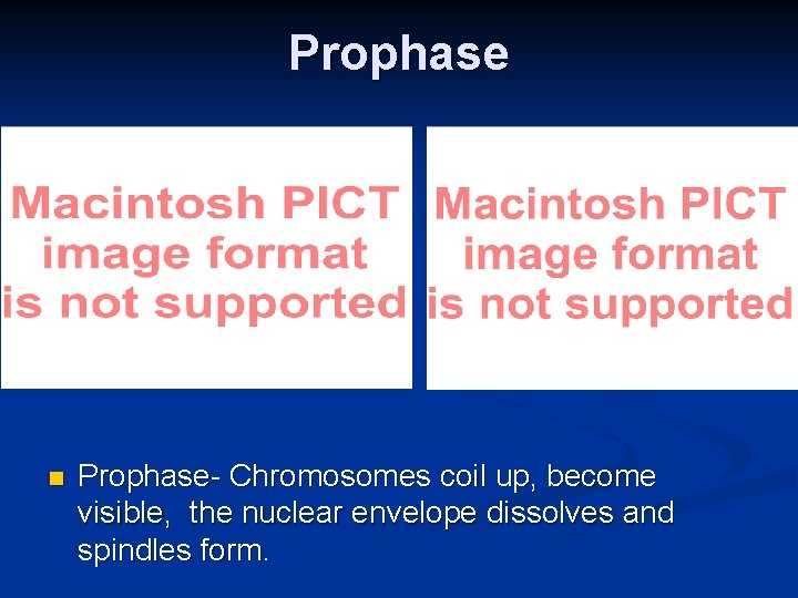 Prophase n Prophase- Chromosomes coil up, become visible, the nuclear envelope dissolves and spindles