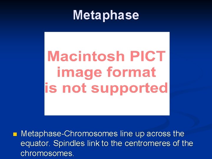 Metaphase n Metaphase-Chromosomes line up across the equator. Spindles link to the centromeres of