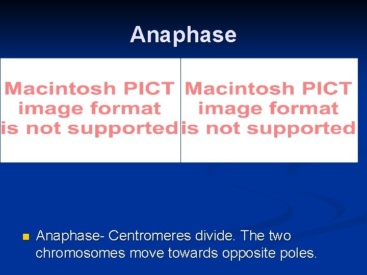 Anaphase n Anaphase- Centromeres divide. The two chromosomes move towards opposite poles. 
