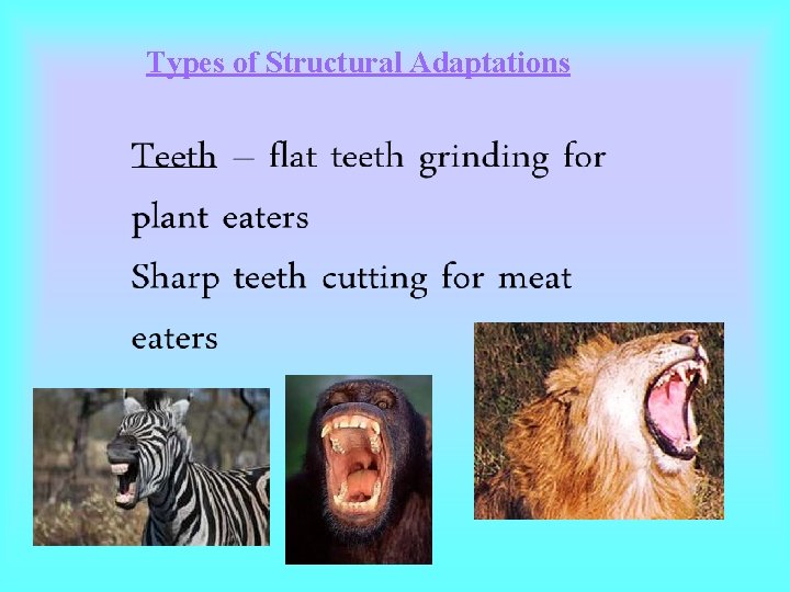 Types of Structural Adaptations Types of Structural Adaptations