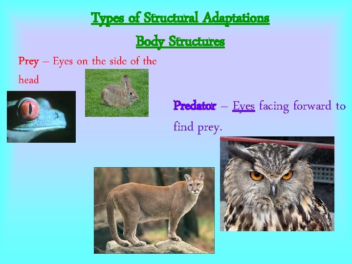 Types of Structural Adaptations Body Structures Predator – Eyes facing forward to find prey. Types of Structural Adaptations Body Structures Predator – Eyes facing forward to find prey.