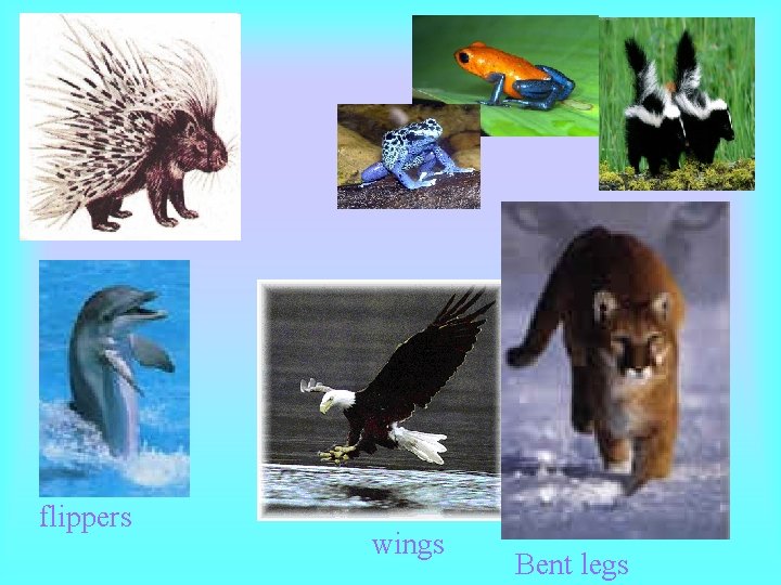 flippers wings Bent legs flippers wings Bent legs