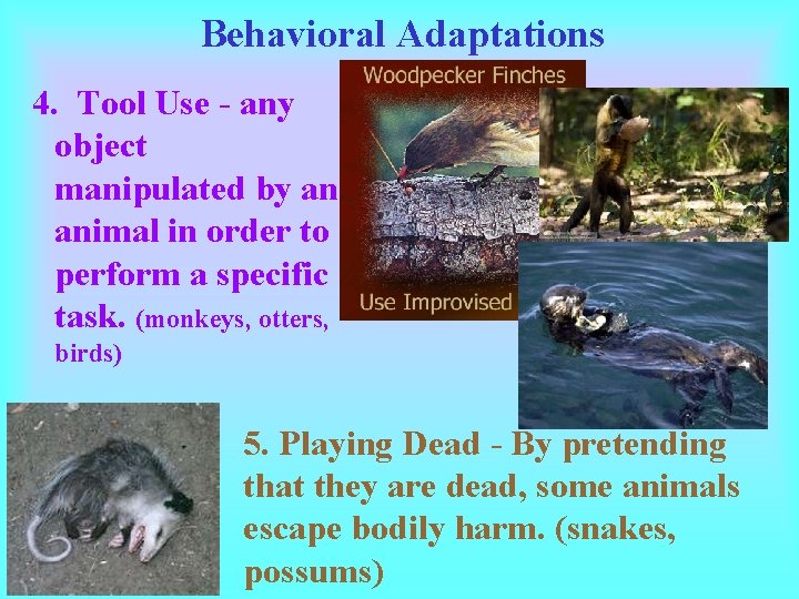 Behavioral Adaptations 4. Tool Use - any object manipulated by an animal in order Behavioral Adaptations 4. Tool Use - any object manipulated by an animal in order