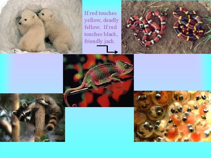 If red touches yellow, deadly fellow. If red touches black, friendly jack. If red touches yellow, deadly fellow. If red touches black, friendly jack.