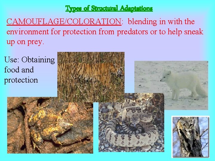 Types of Structural Adaptations CAMOUFLAGE/COLORATION: blending in with the environment for protection from predators Types of Structural Adaptations CAMOUFLAGE/COLORATION: blending in with the environment for protection from predators