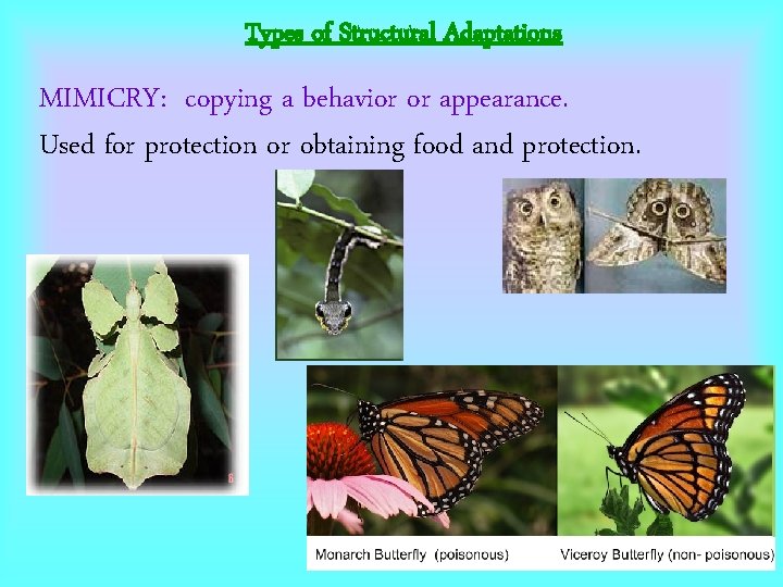 Types of Structural Adaptations MIMICRY: copying a behavior or appearance. Used for protection or Types of Structural Adaptations MIMICRY: copying a behavior or appearance. Used for protection or