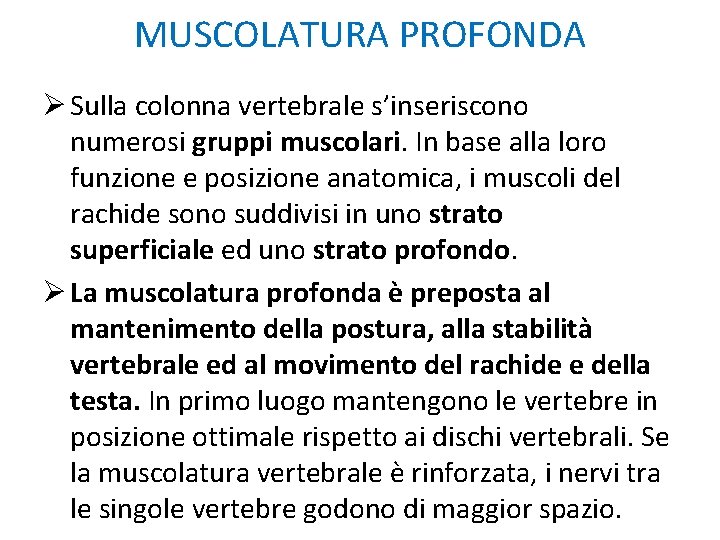 MUSCOLATURA PROFONDA Ø Sulla colonna vertebrale s’inseriscono numerosi gruppi muscolari. In base alla loro