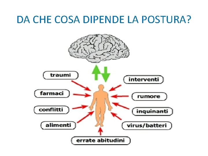 DA CHE COSA DIPENDE LA POSTURA? 