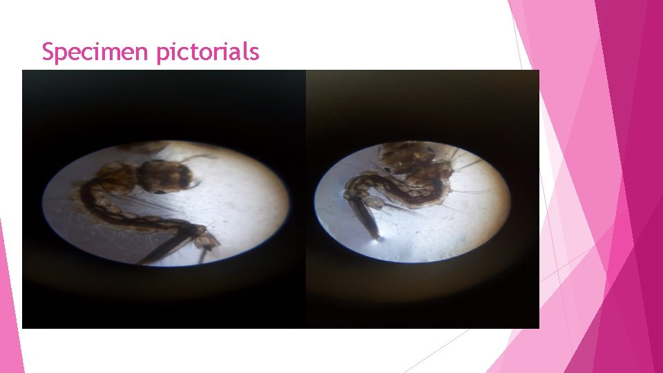 Specimen pictorials Specimen pictorials