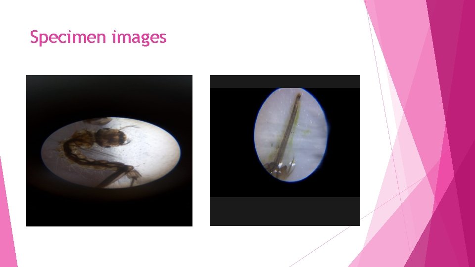 Specimen images Specimen images