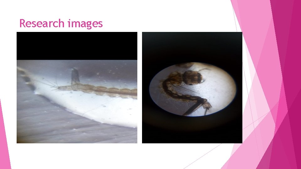 Research images Research images