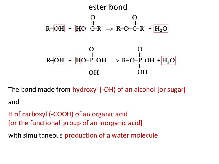 ester bond The bond made from hydroxyl (-ΟΗ) of an alcohol [or sugar] and