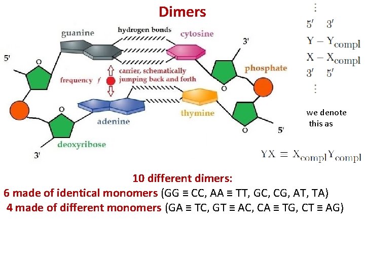 Dimers Title we denote this as 10 different dimers: 6 made of identical monomers
