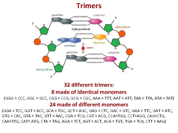 Trimers Title 32 different trimers: 8 made of identical monomers (GGG ≡ CCC, GGC