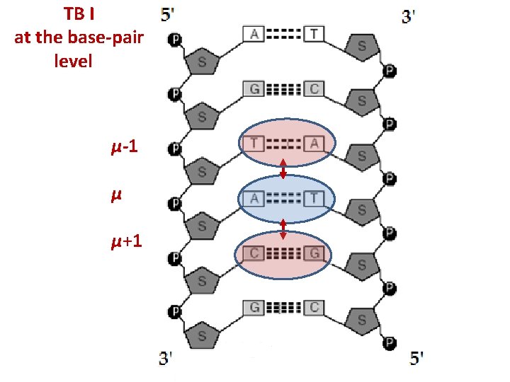 TB I at the base-pair level μ-1 μ μ+1 