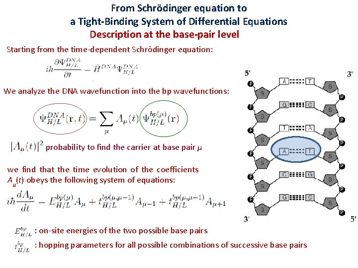 From Schrödinger equation to a Tight-Binding System of Differential Equations Description at the base-pair