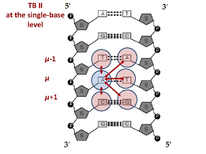 TB II at the single-base level μ-1 μ μ+1 
