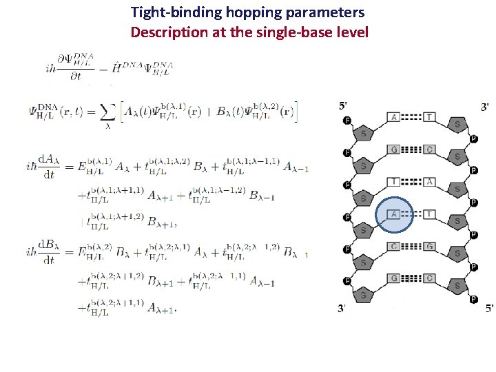 Tight-binding hopping parameters Description at the single-base level 