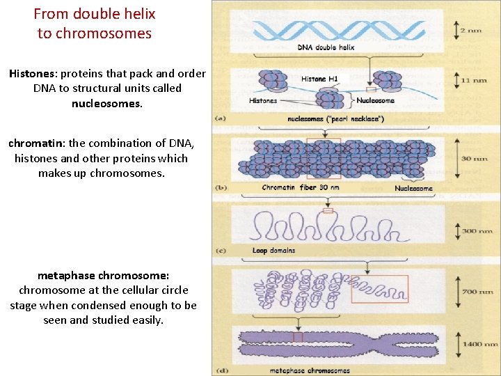 From double helix to chromosomes Histones: proteins that pack and order DNA to structural