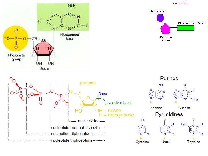 nucleotide 