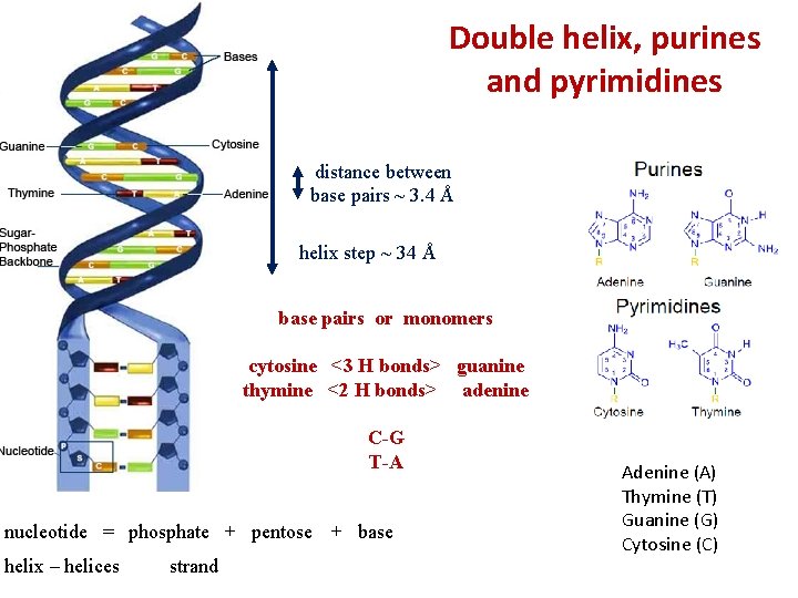 Double helix, purines and pyrimidines distance between base pairs ~ 3. 4 Å helix