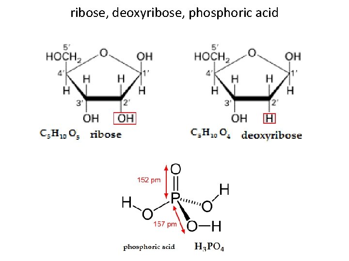 ribose, deoxyribose, phosphoric acid 