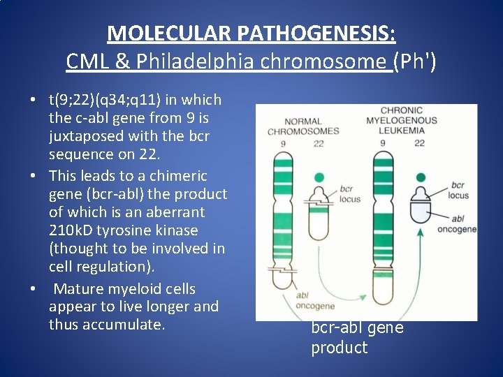 MOLECULAR PATHOGENESIS: CML & Philadelphia chromosome (Ph') • t(9; 22)(q 34; q 11) in