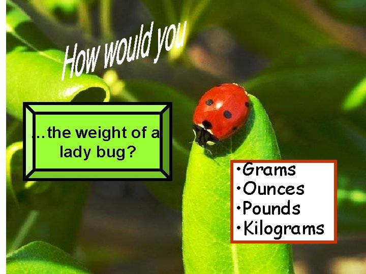 …the weight of a lady bug? • Grams • Ounces • Pounds • Kilograms