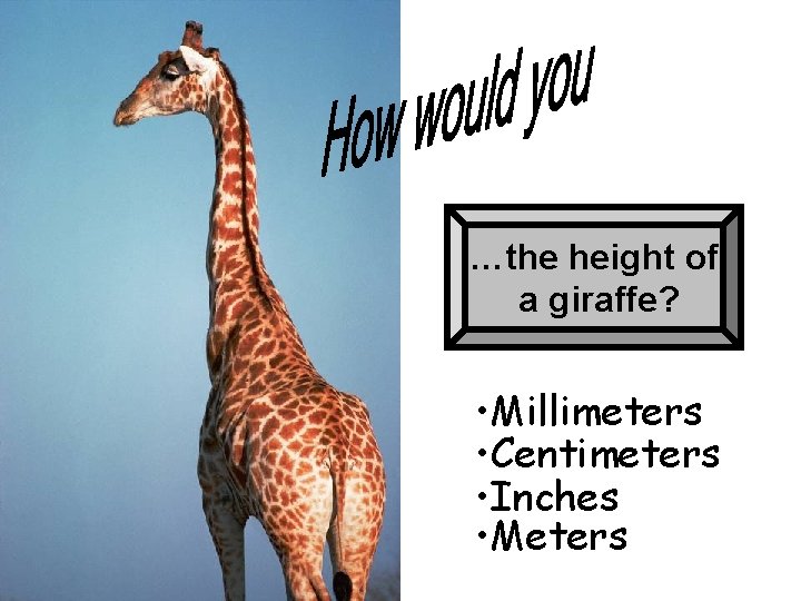 …the height of a giraffe? • Millimeters • Centimeters • Inches • Meters 