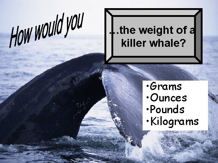 …the weight of a killer whale? • Grams • Ounces • Pounds • Kilograms