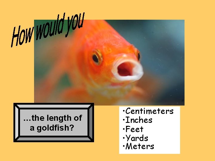 …the length of a goldfish? • Centimeters • Inches • Feet • Yards •