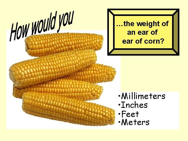 …the weight of an ear of corn? • Millimeters • Inches • Feet •