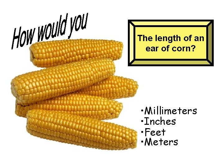The length of an ear of corn? • Millimeters • Inches • Feet •
