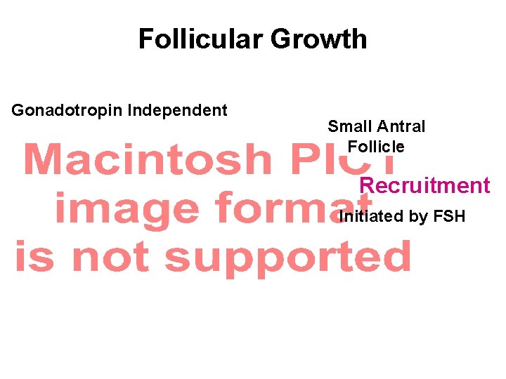 Follicular Growth Gonadotropin Independent Small Antral Follicle Recruitment Initiated by FSH 