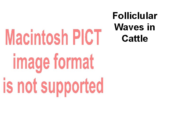 Folliclular Waves in Cattle 