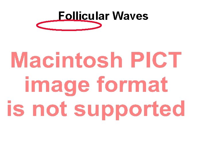 Follicular Waves 