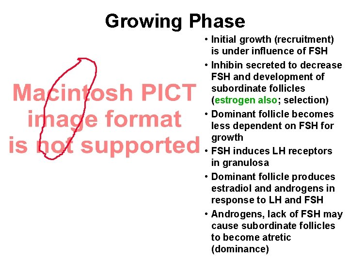 Growing Phase • Initial growth (recruitment) is under influence of FSH • Inhibin secreted