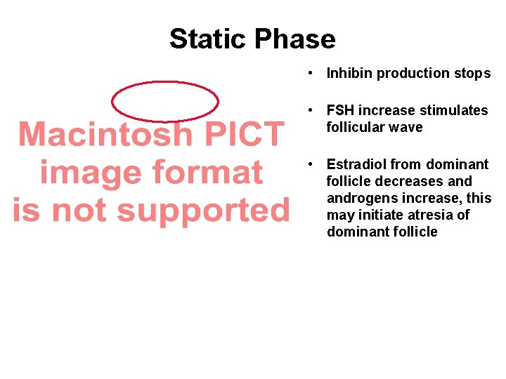 Static Phase • Inhibin production stops • FSH increase stimulates follicular wave • Estradiol