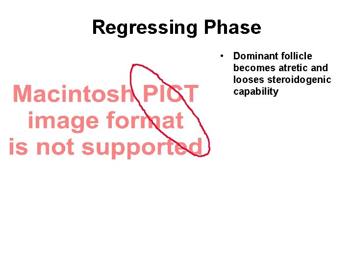 Regressing Phase • Dominant follicle becomes atretic and looses steroidogenic capability 