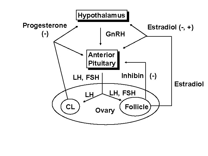 Hypothalamus Progesterone (-) Gn. RH Estradiol (-, +) Anterior Pituitary Inhibin (-) LH, FSH