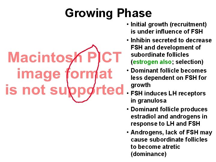 Growing Phase • Initial growth (recruitment) is under influence of FSH • Inhibin secreted