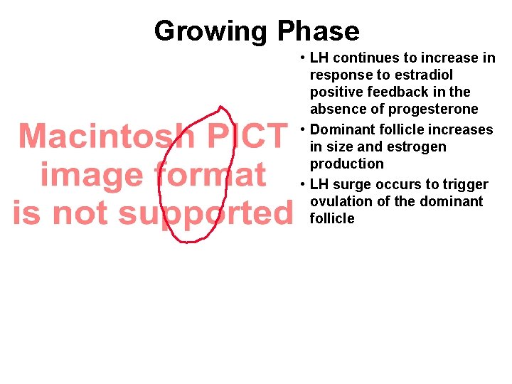 Growing Phase • LH continues to increase in response to estradiol positive feedback in