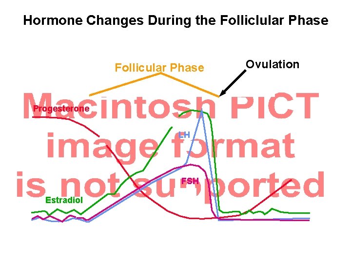 Hormone Changes During the Folliclular Phase Follicular Phase Progesterone LH FSH Estradiol Ovulation 