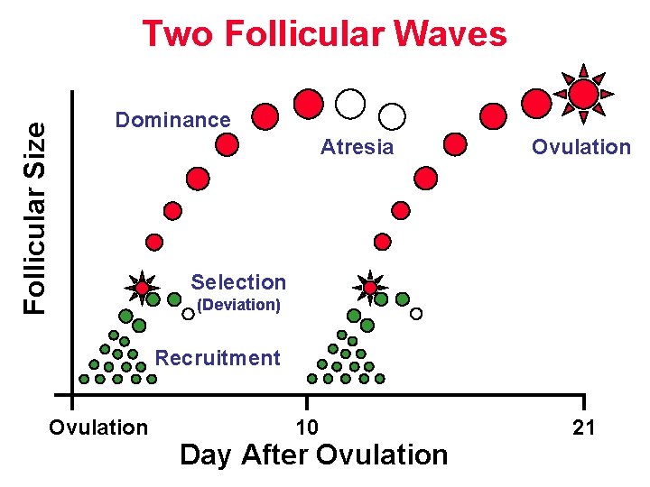 Follicular Size Two Follicular Waves Dominance Atresia Ovulation Selection (Deviation) Recruitment Ovulation 10 Day