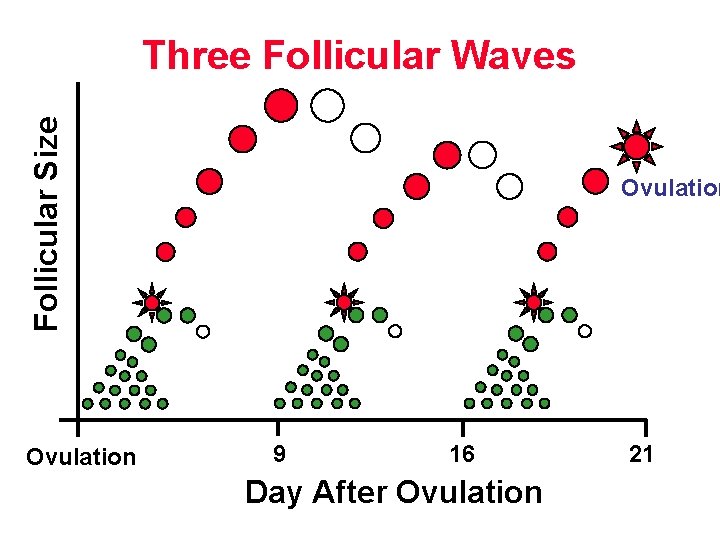 Follicular Size Three Follicular Waves Ovulation 9 16 Day After Ovulation 21 