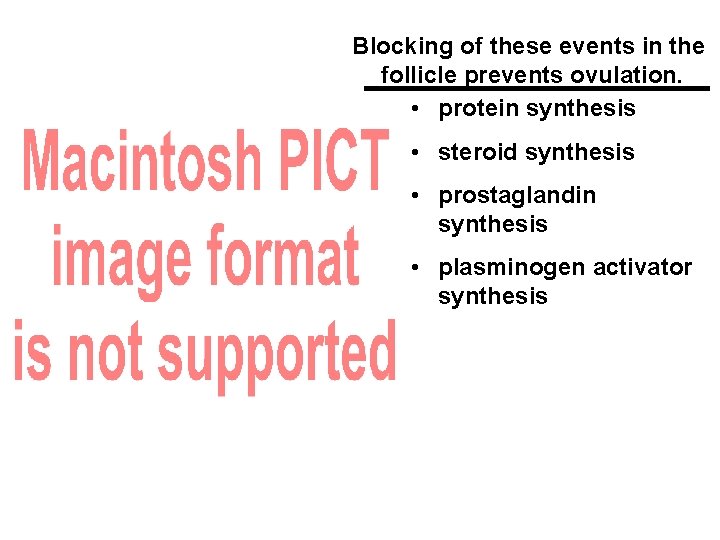 Blocking of these events in the follicle prevents ovulation. • protein synthesis • steroid