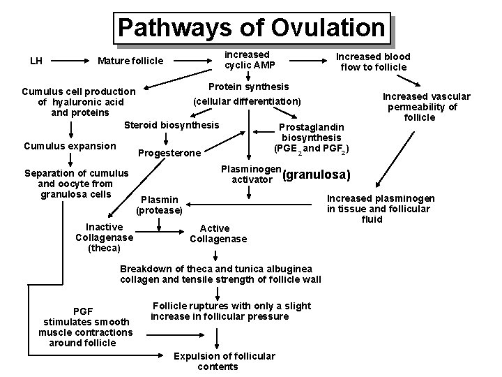 Pathways of Ovulation LH increased cyclic AMP Mature follicle Increased blood flow to follicle