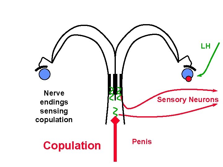 LH Nerve endings sensing copulation Copulation Sensory Neurons Penis 