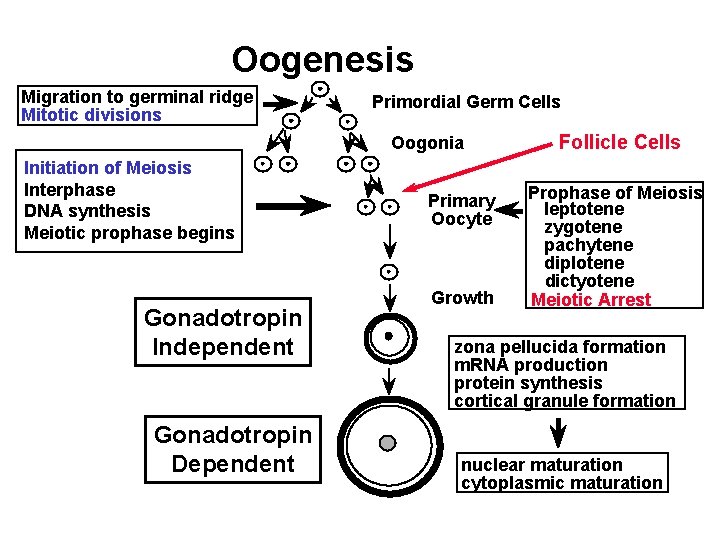 Oogenesis Migration to germinal ridge Mitotic divisions Primordial Germ Cells Oogonia Initiation of Meiosis