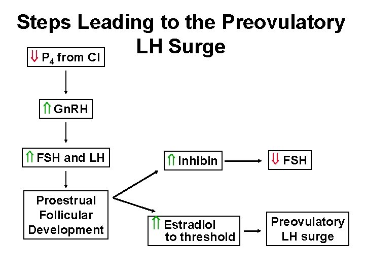 Steps Leading to the Preovulatory LH Surge P from Cl 4 Gn. RH FSH